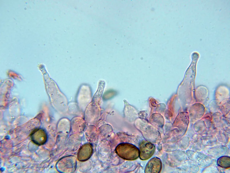 Agrocybe fimicola 10 - Queilocistidios-004